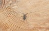 kozlíček dazule (Brouci), Acanthocinus aedilis, Cerambycidae, Acanthocinini (Coleoptera)